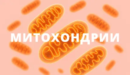 Митохондрии — наш резерв молодости и силы