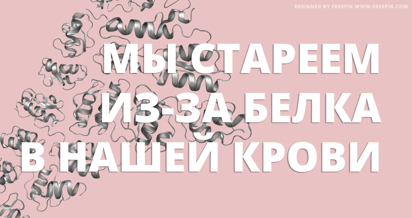 Старение из-за активности белка в нашем кровотоке