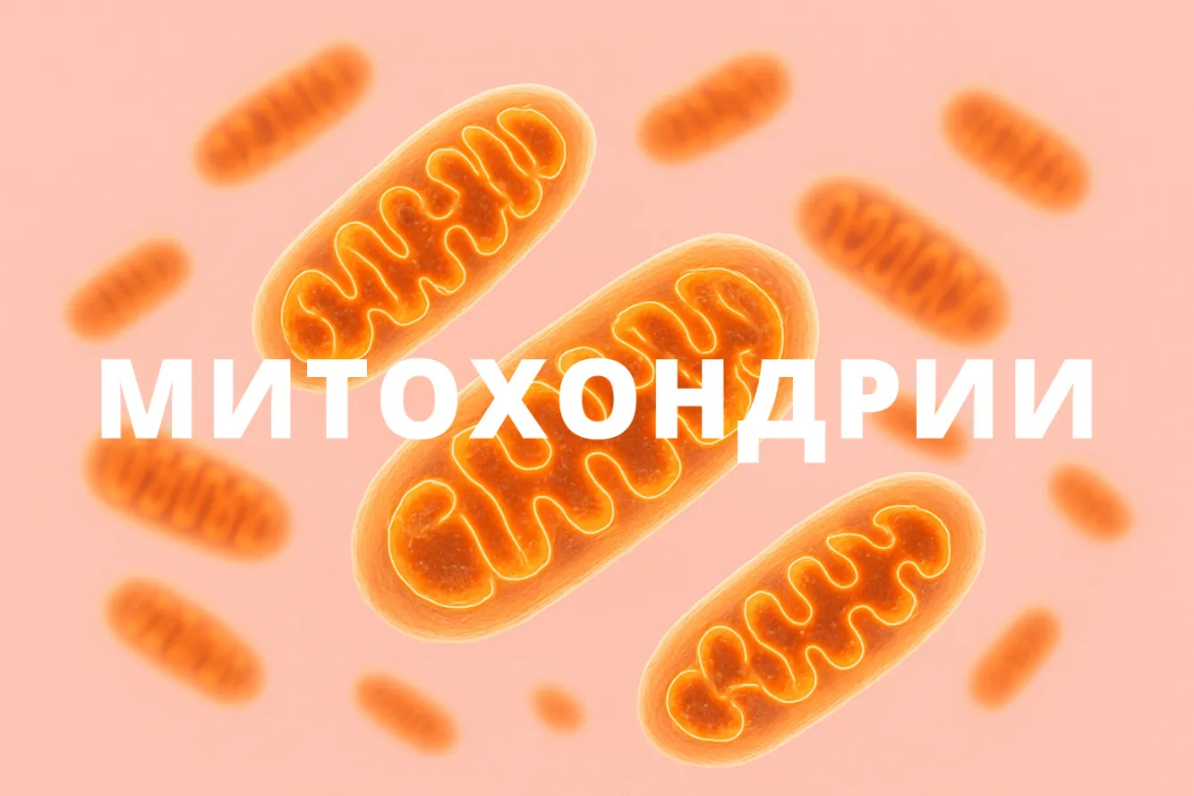 Митохондрии — наш резерв молодости и силы