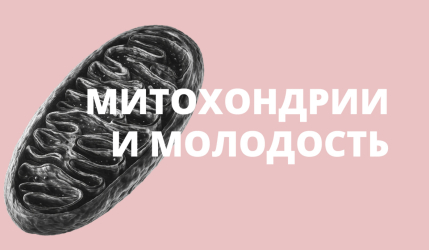 Митохондрии и молодость кожи