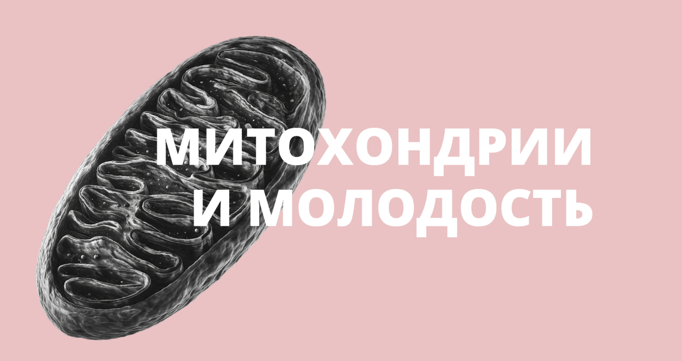 Митохондрии и молодость кожи